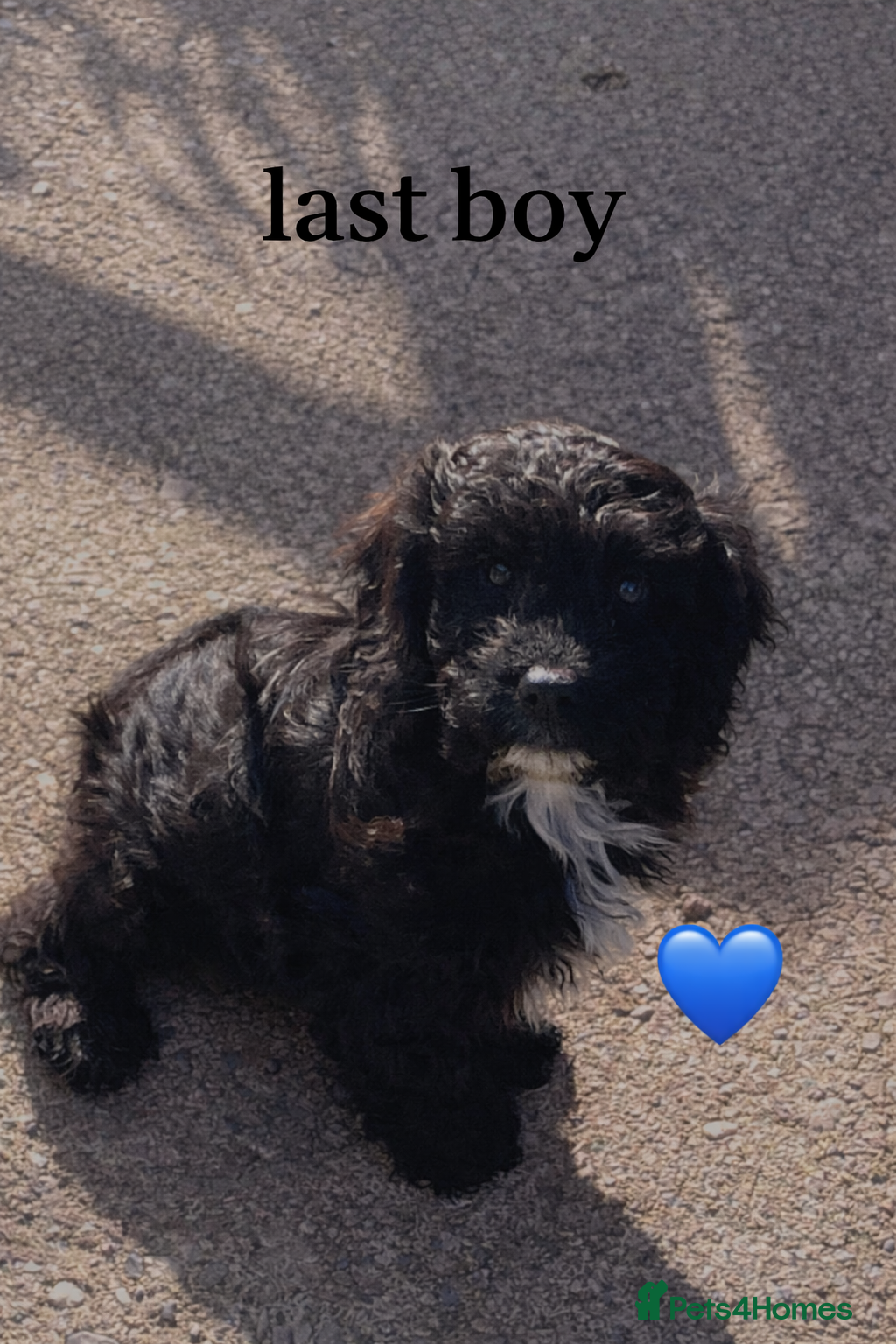 Cockapoo dogs Ready for homes Stunning F1B cockapoo  - Advert 17