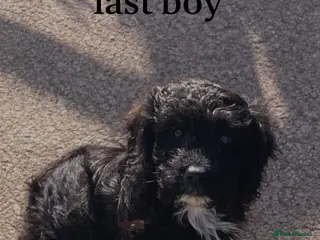 Cockapoo dogs Ready for homes Stunning F1B cockapoo - Advert 17