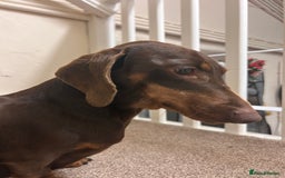 Dachshund dogs for sale: 4 year old female Dachshund - Image 8