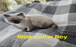 Ragdoll cats for sale: Beautiful fluffy Ragdolls / 2 boys left - Image 5