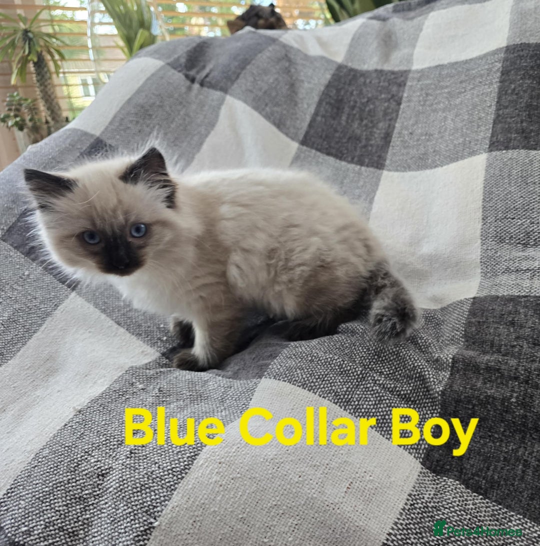 Ragdoll cats for sale: Beautiful fluffy Ragdolls / 2 boys left - Image 5