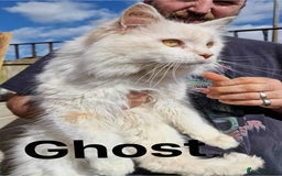 Maine Coon cats for sale: TICA Registered Maine Coon Kittens.  READY NOW  - Image 12
