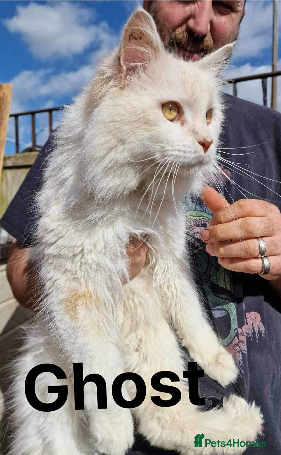 Maine Coon cats for sale: TICA Registered Maine Coon Kittens.  READY NOW  - Image 12