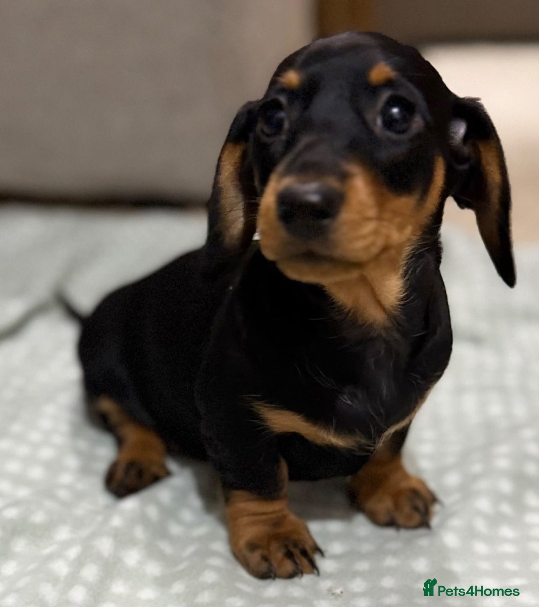 Miniature Dachshund dogs for sale: peaceful purebred mini dapple doxies for sale - Image 5