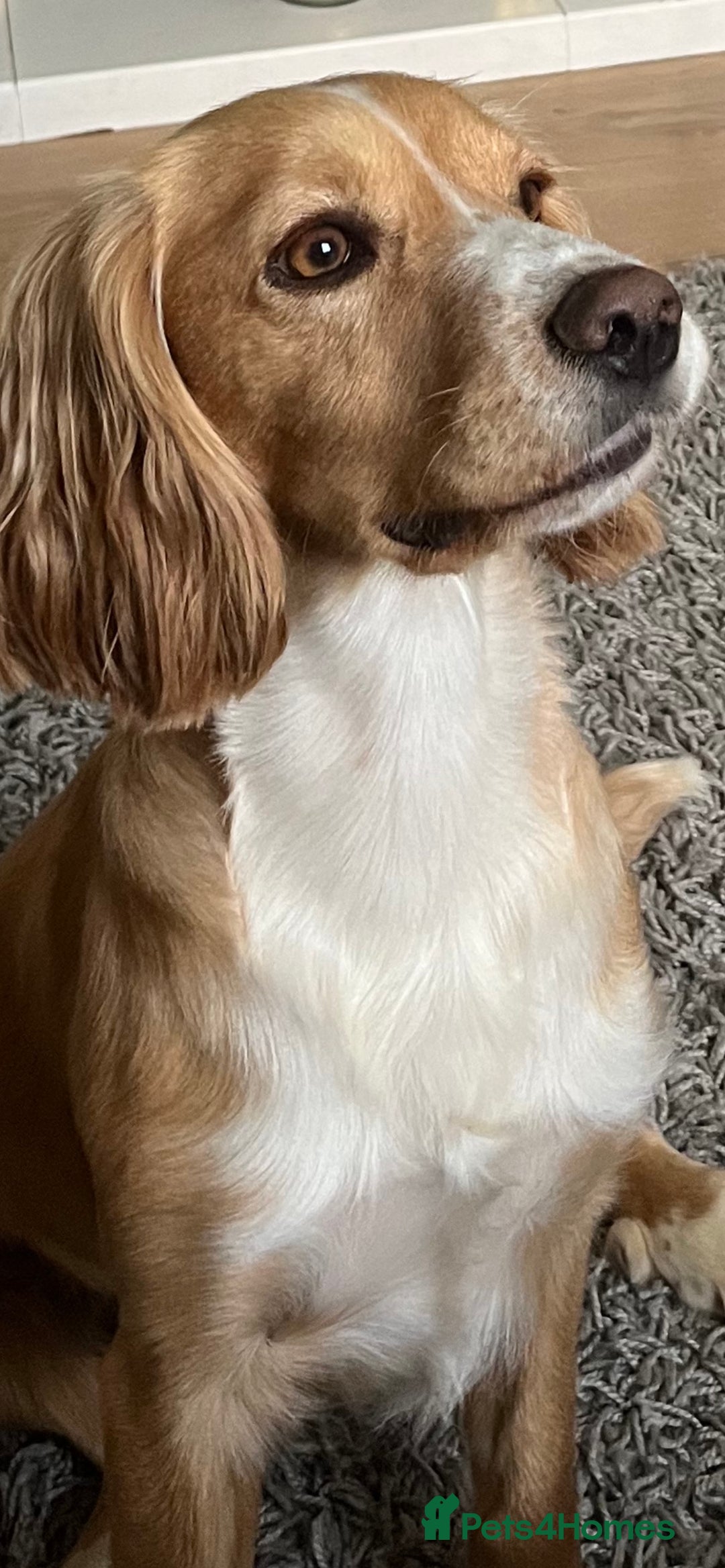 Cocker Spaniel dogs for stud: cocker spaniel for stud in Hailsham - Advert 1