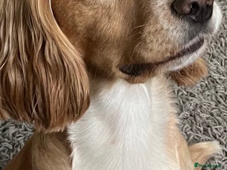 Cocker Spaniel dogs in Hailsham - Advert 7