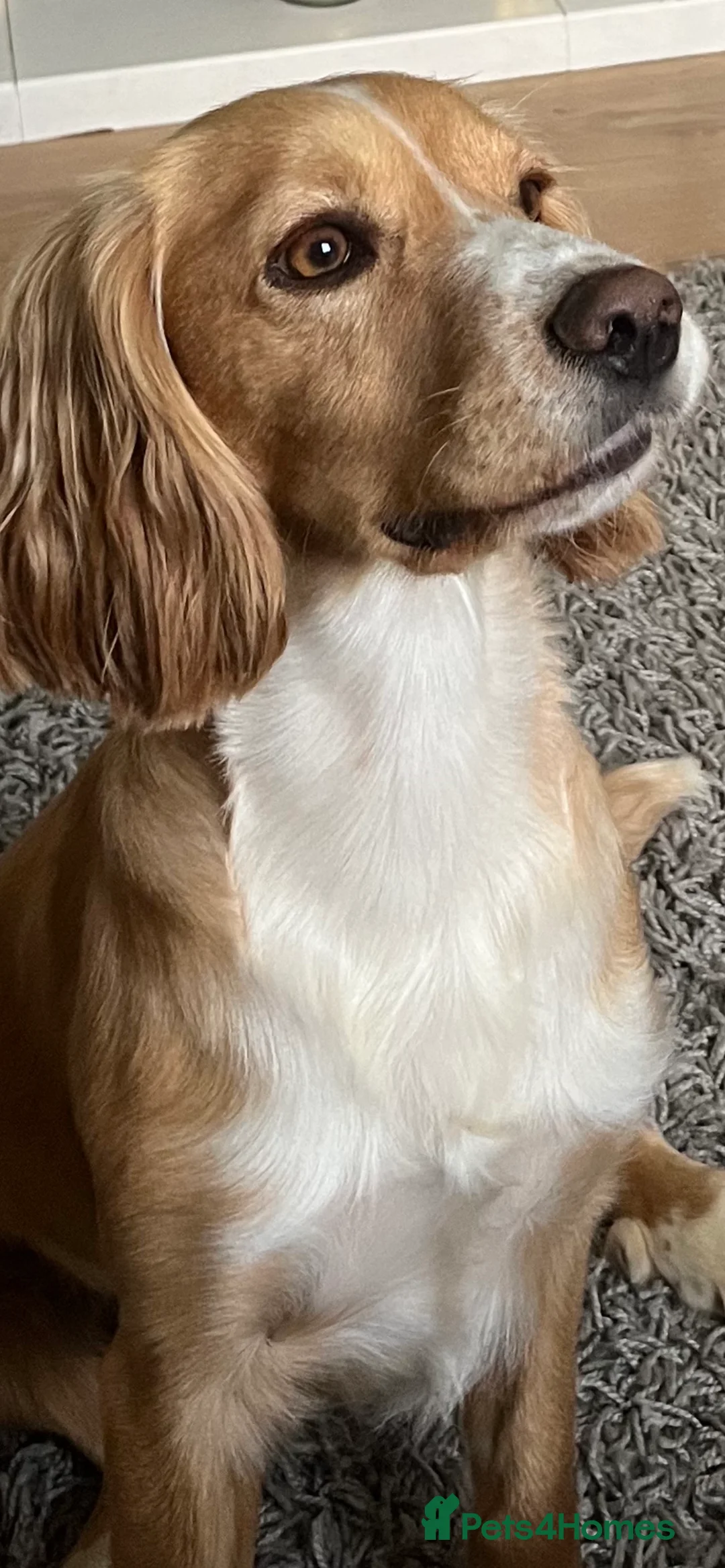 Cocker Spaniel dogs for stud: cocker spaniel for stud in Hailsham - Advert 1