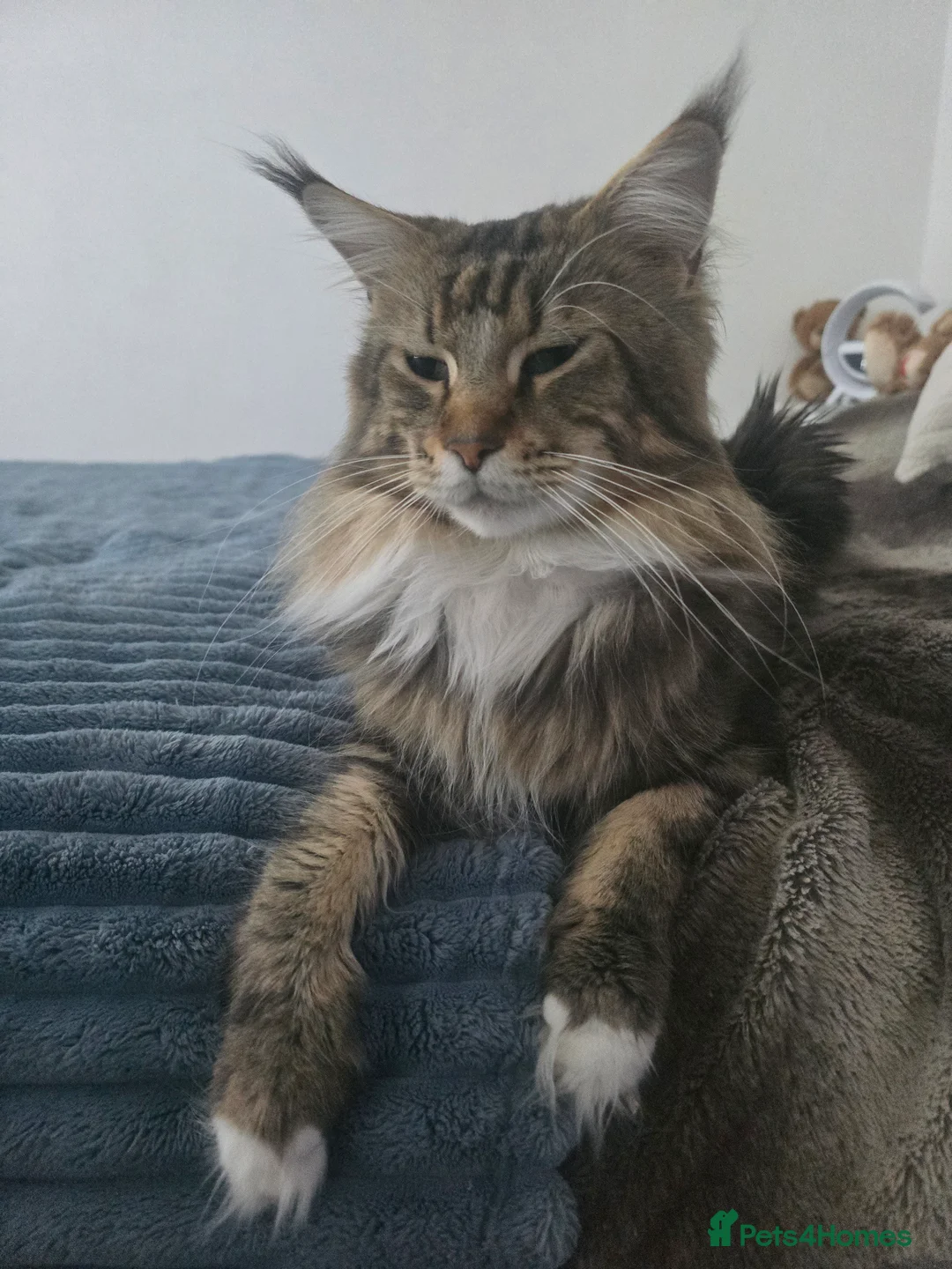 Maine Coon cats for sale: 5 adorable maine coon kittens - Advert 3