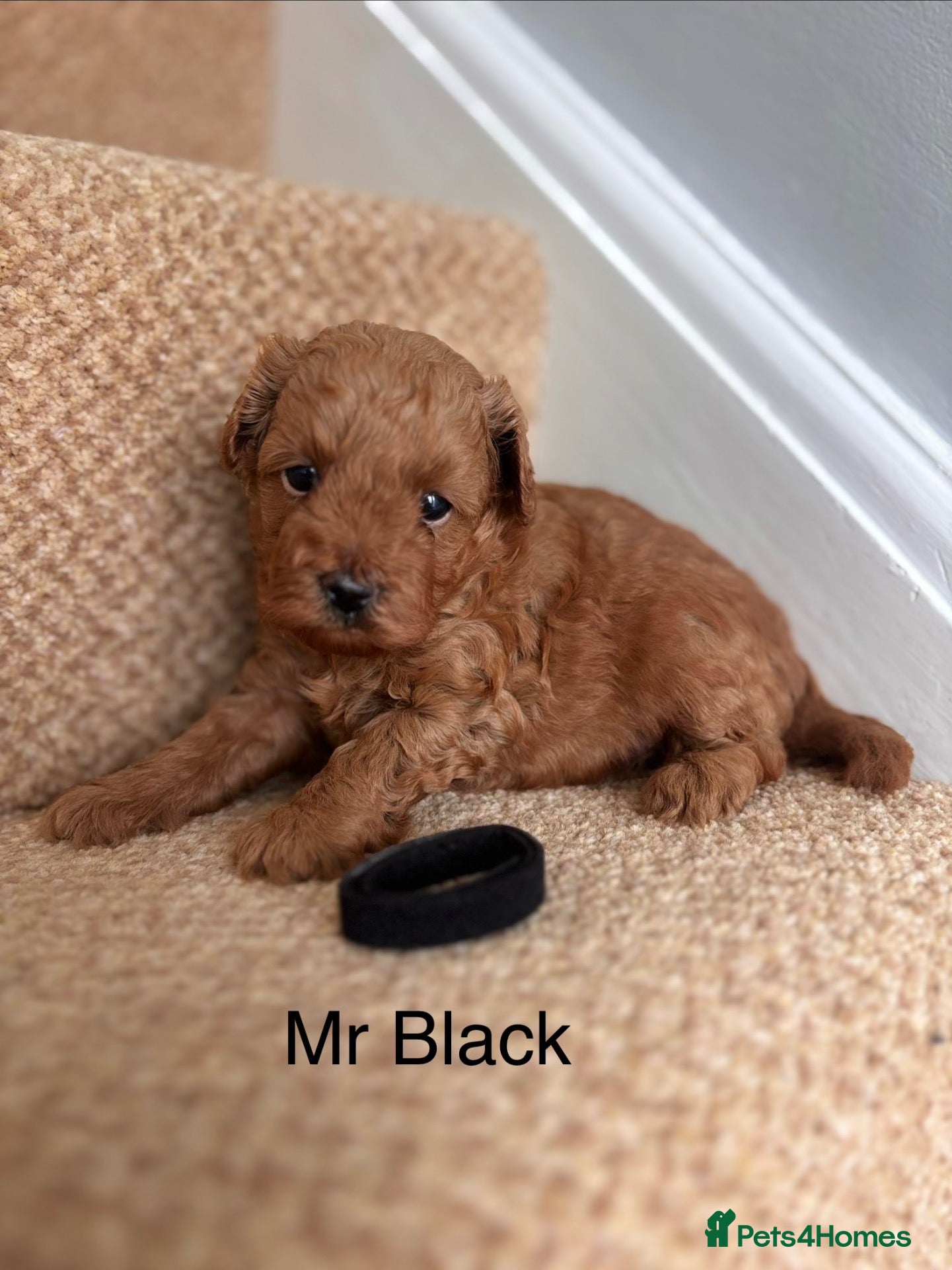 Cavapoo dogs X2 Beautiful F1b Cavapoo puppies available  - Advert 1