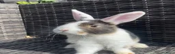 Mini Lion Lop rabbits for sale: mini lop x lionhead  in Exeter - Advert 2