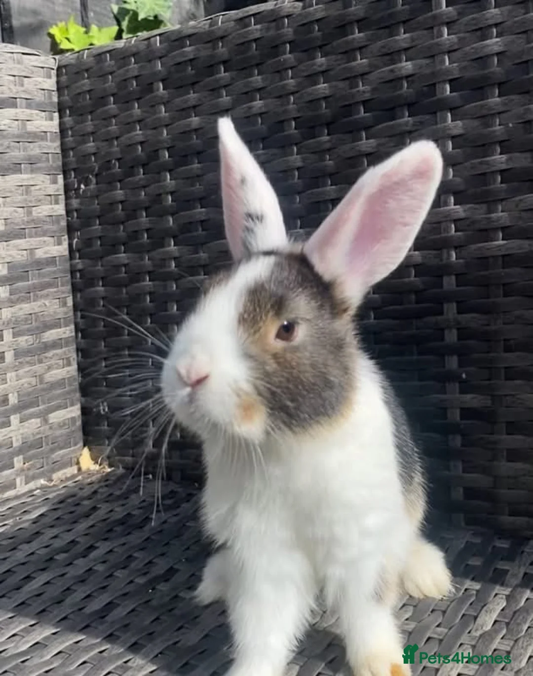 Mini Lion Lop rabbits for sale: mini lop x lionhead  in Exeter - Advert 2