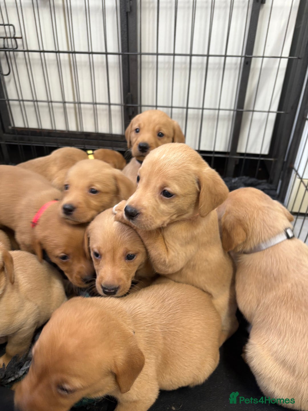 Labrador Retriever dogs for sale: Most Beautiful litter of KC Reg Fox Labradors - Advert 18