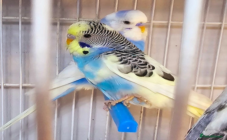 Budgerigars birds - Advert 5