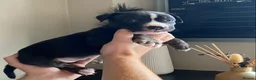 Mixed Breed dogs for sale: Cane Corso X Staff Puppies -Ready to Leave October - Advert 9