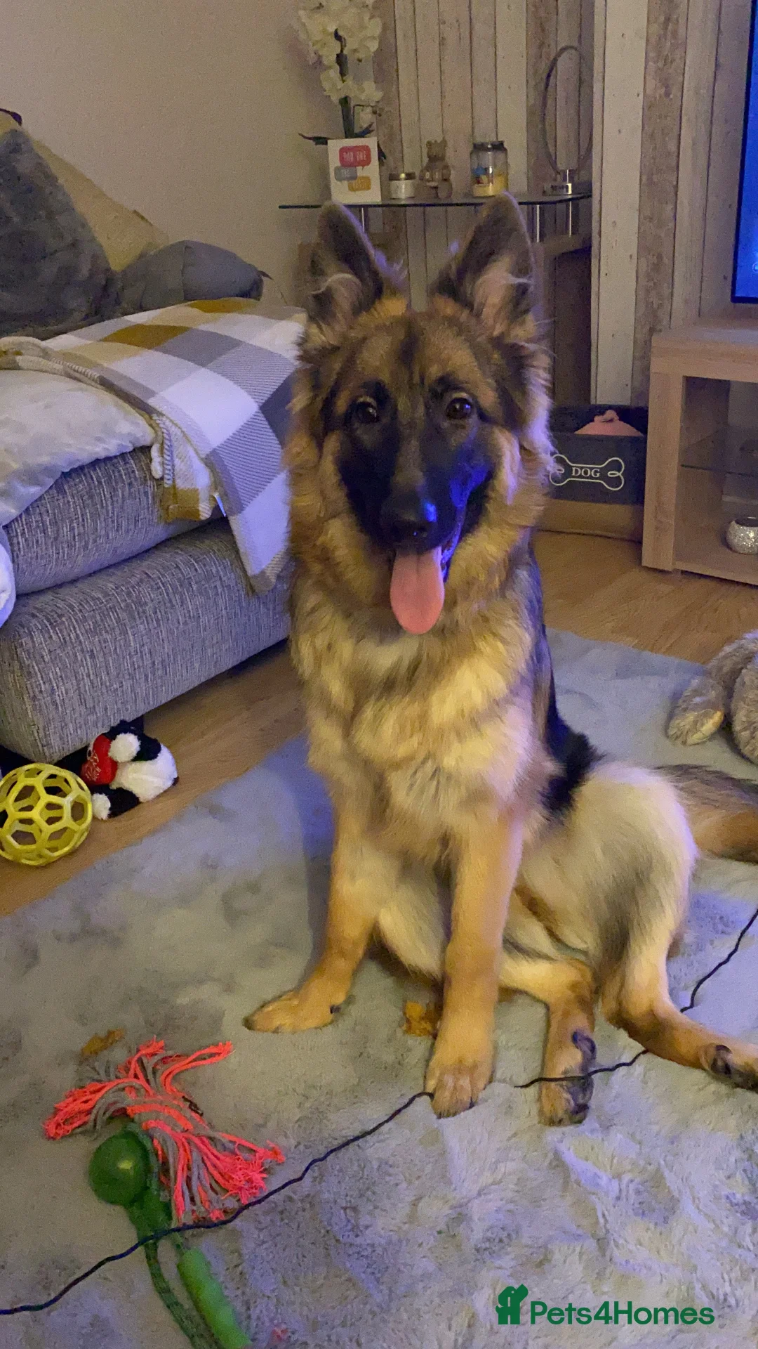 German Shepherd dogs for sale: Bella - German Shepherd looking for a forever home - Advert 20