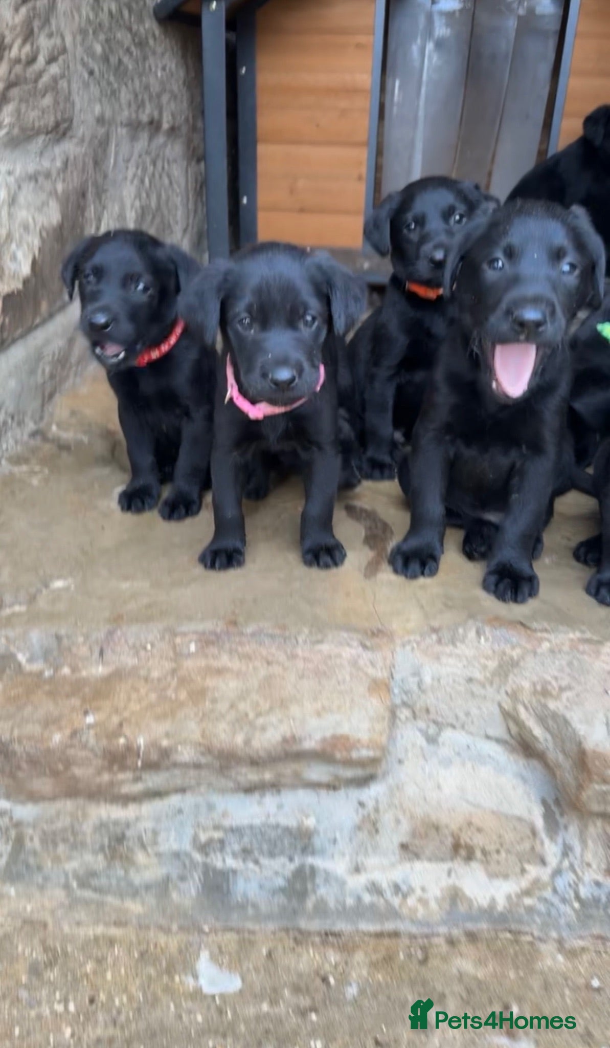 Labrador Retriever dogs Labrador Puppies  - Advert 1