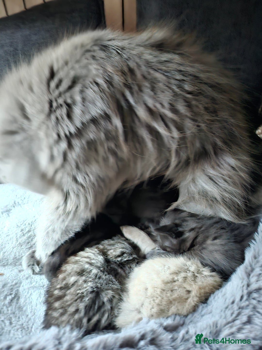 Scottish Fold cats for sale: Scottish fold kittens for sale 4 wks old - Advert 2