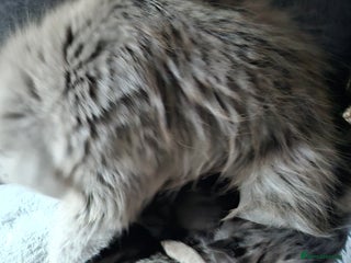 Scottish Fold cats Scottish fold kittens for sale 4 wks old - Advert 2