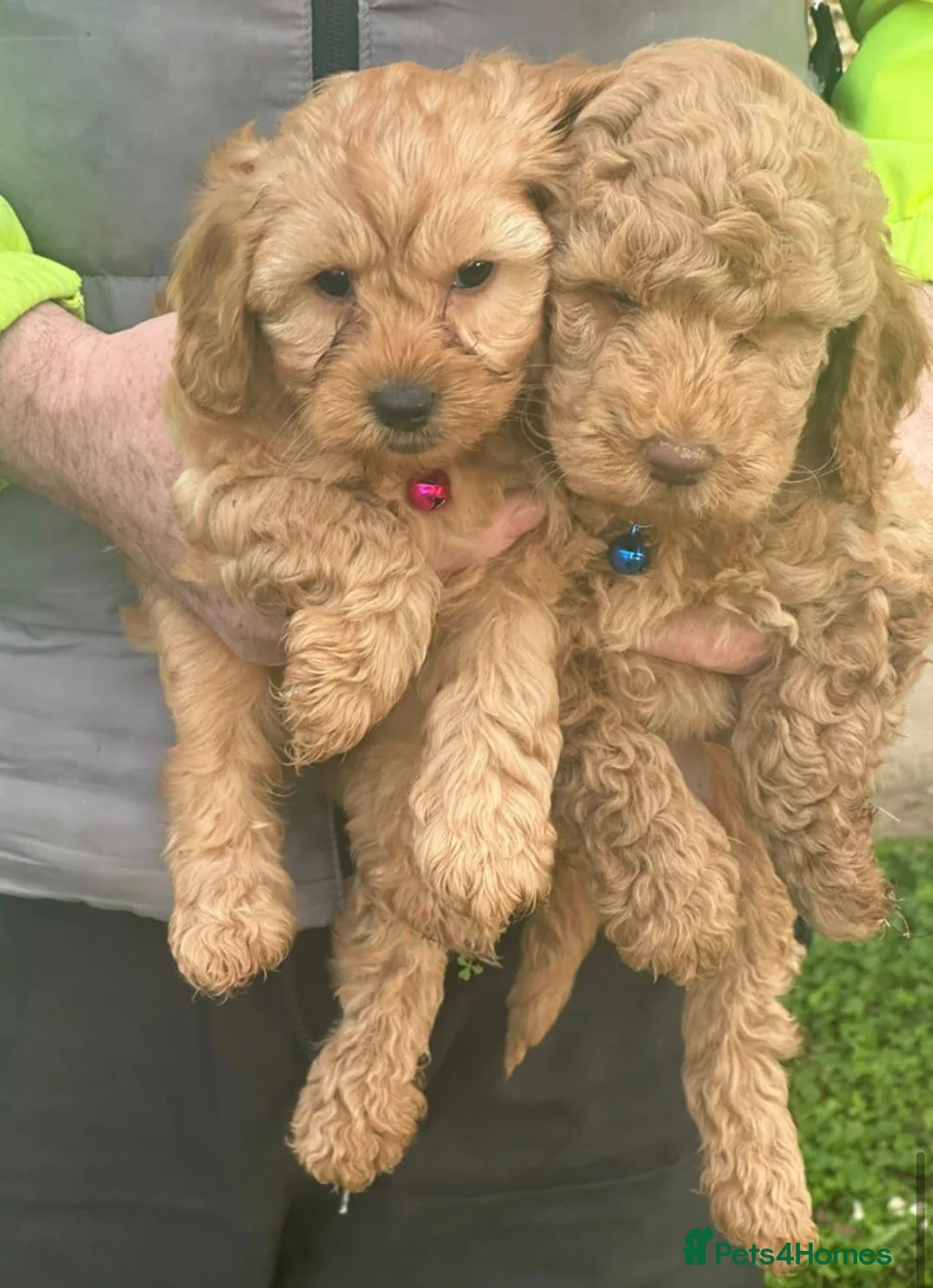 Cockapoo dogs for sale: Toy/Mini COCKAPOO F1b Puppies - Advert 2