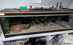 Python Snake reptiles for sale: Male royle python and enclosure  - Image 5