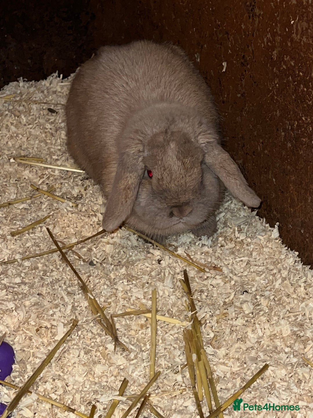 Guinea Pig rodents for sale: Female Lop bunny - Advert 4