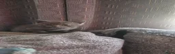 Mixed Breed cats for sale: Kittens  - Advert 6