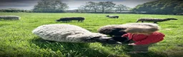 Sheep livestock for sale: Super friendly fun shetland sheep  in Lyndhurst - Advert 8