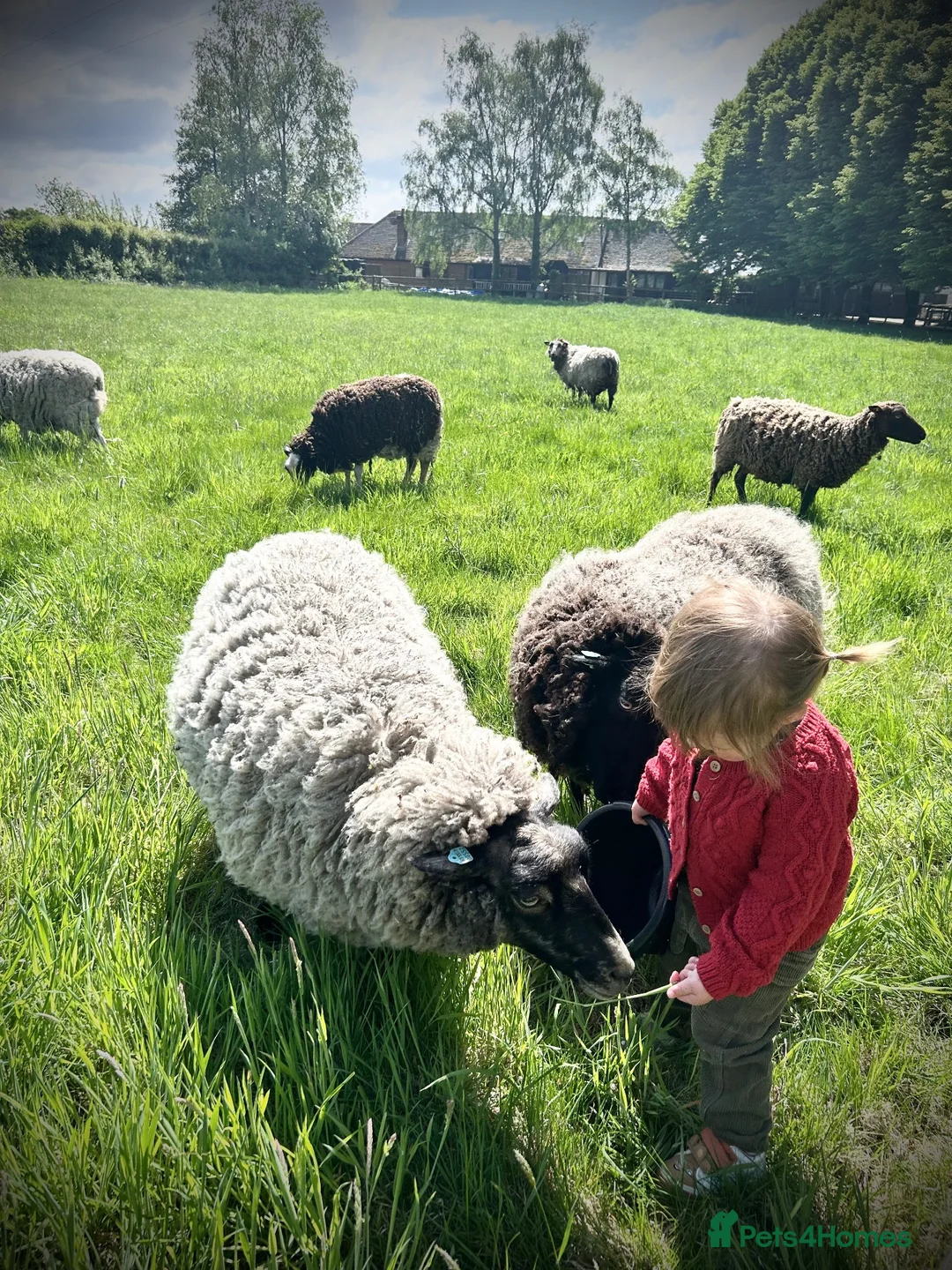Sheep livestock for sale: Super friendly fun shetland sheep  in Lyndhurst - Advert 8