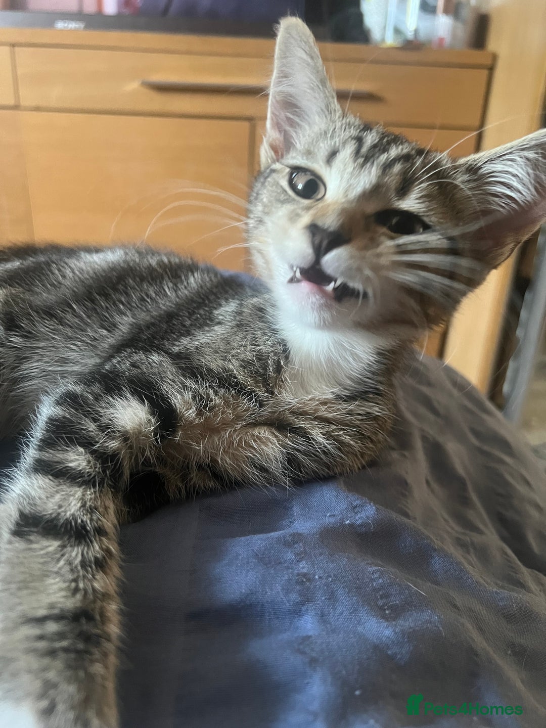 Mixed Breed cats for sale: Adorable kittens looking for a loving home - Image 6
