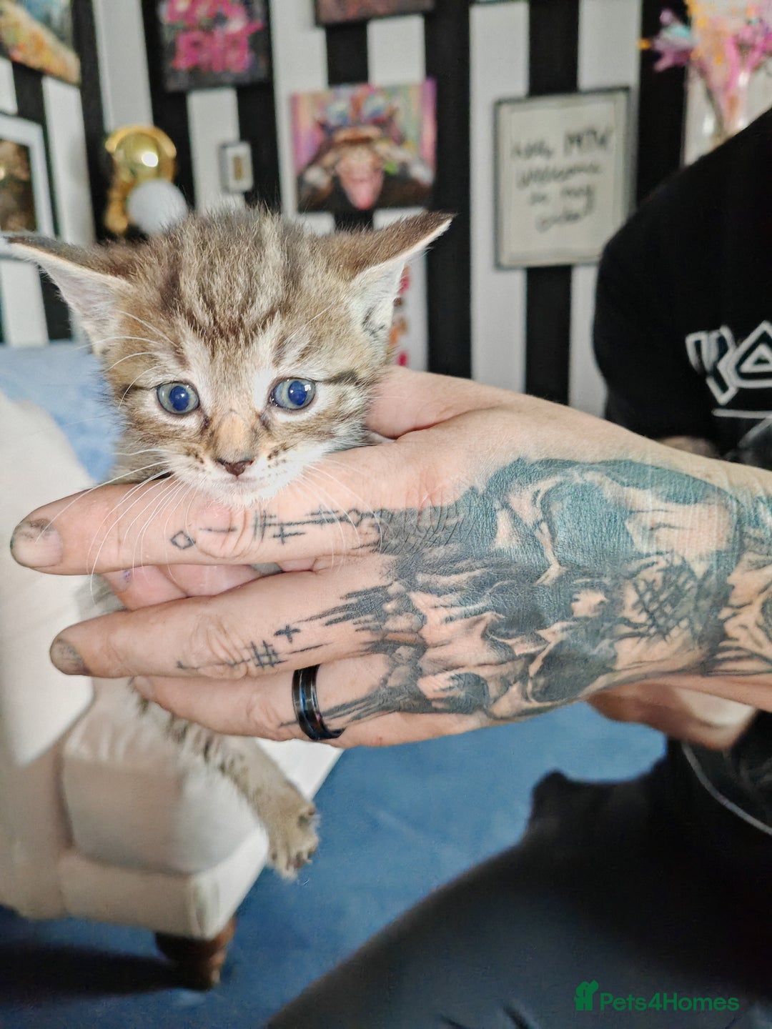 Sphynx cats for sale: For sale I have seven adorable kittens sphynx  - Image 11