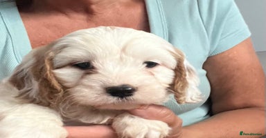 Cavapoo dogs - Advert 4