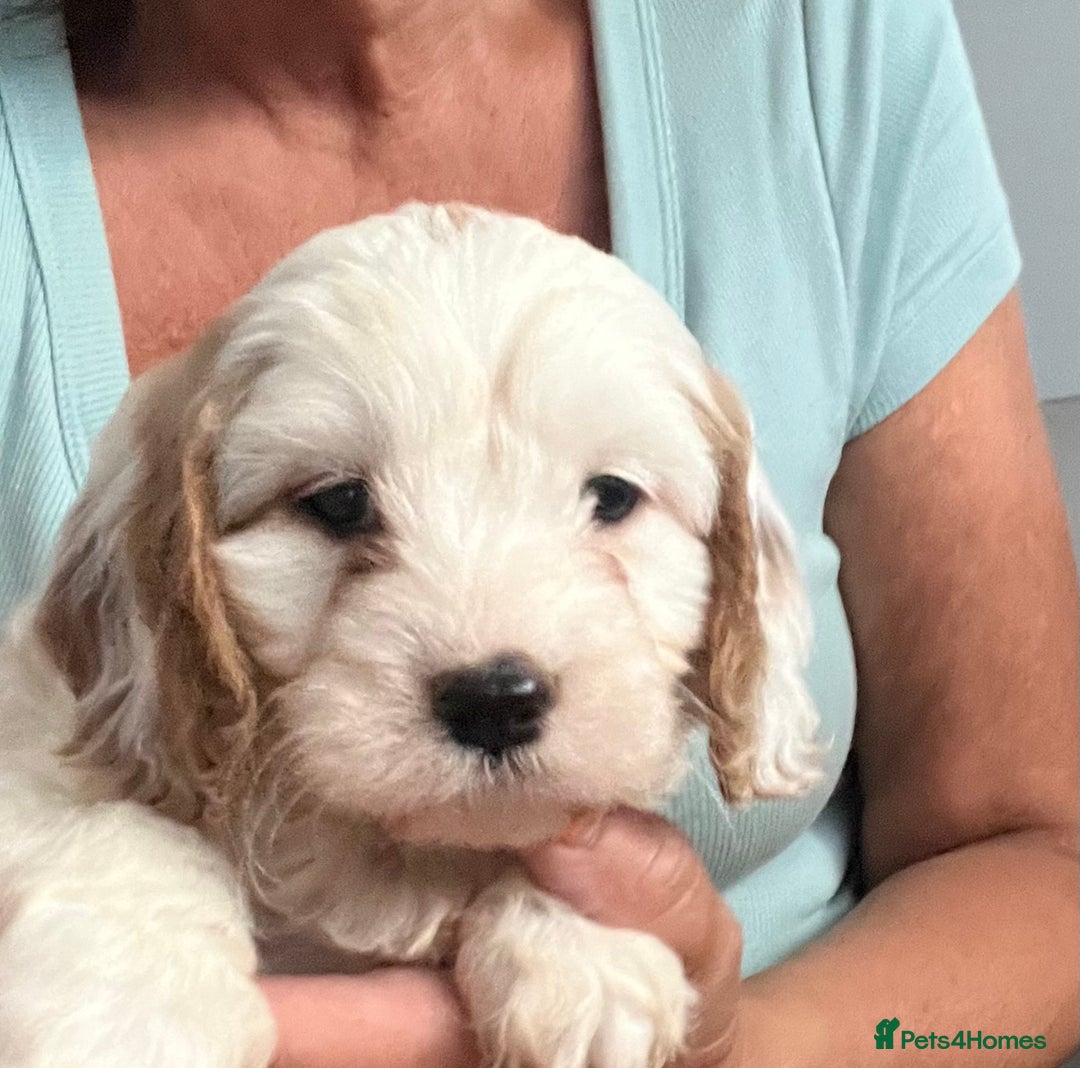 Cavapoo dogs for sale: Cavapoo Puppy 3 - 🐶🐩 7 HEALTH CLEAR ADORABLE CAVAPOO PUPPIES 🐩🐶  - Image 13