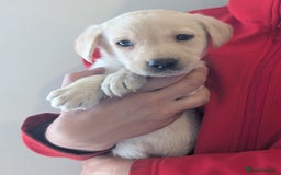 Labrador Retriever dogs for sale: KC Reg many Champion lines Drakeshead in pedigree  - Image 10