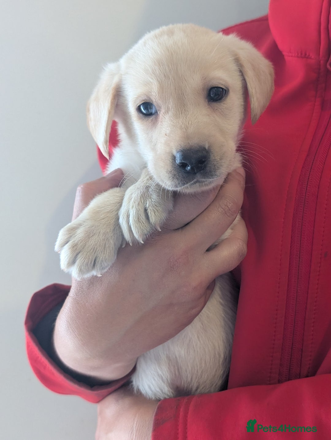 Labrador Retriever dogs for sale: KC Reg many Champion lines Drakeshead in pedigree  - Image 10