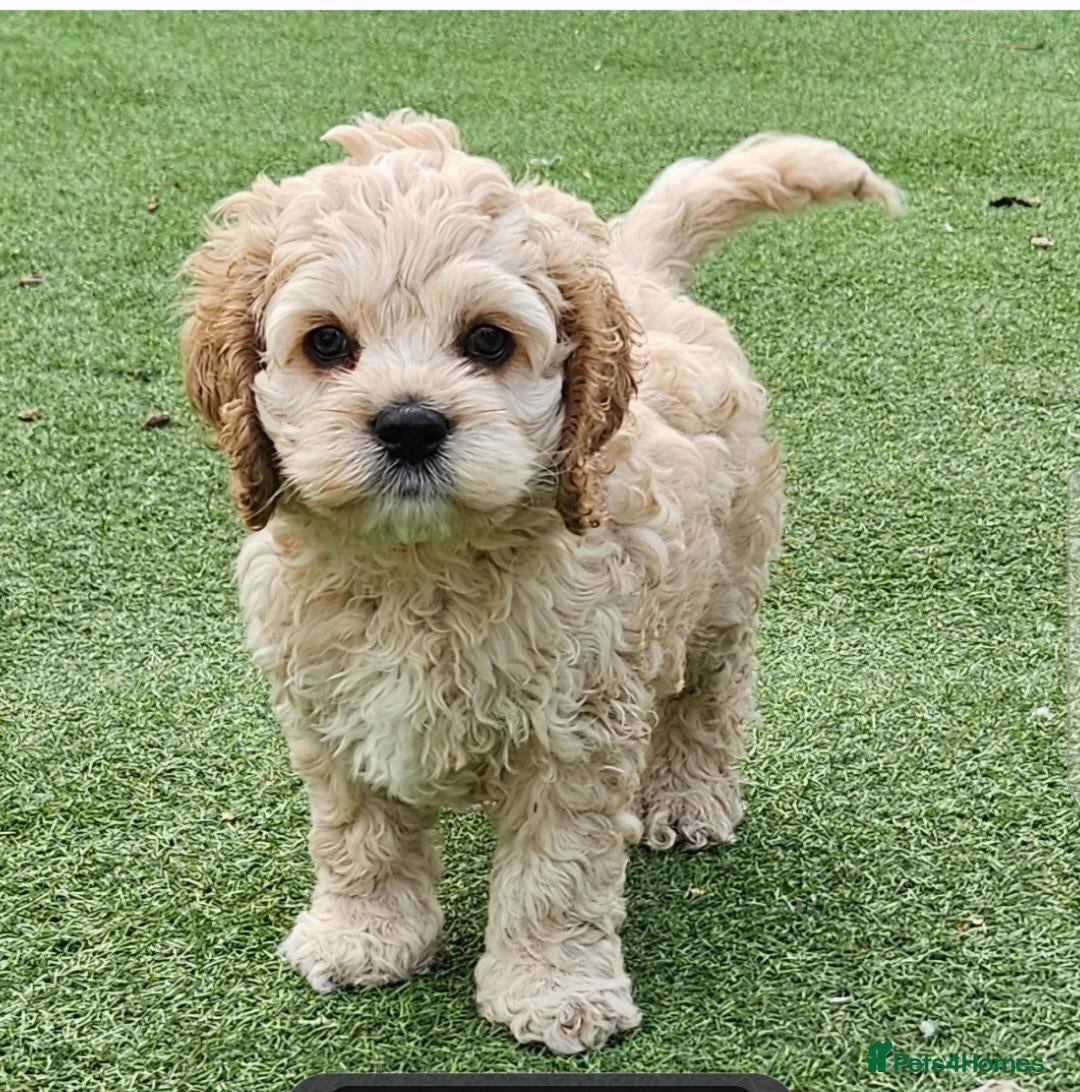 Cockapoo dogs  F1b extensively DNA tested American cockerpoo  - Advert 5