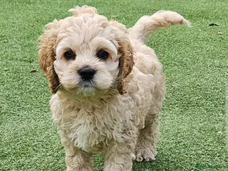 Cockapoo dogs F1b extensively DNA tested American cockerpoo - Advert 5