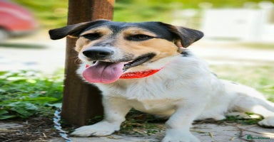 Mixed Breed dogs - Advert 5