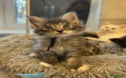 Maine Coon cats for sale: MAINE COON KITTENS SOME POLYDACTYL  - Image 3