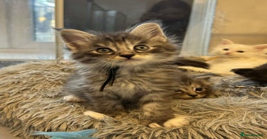 Maine Coon cats - Advert 4