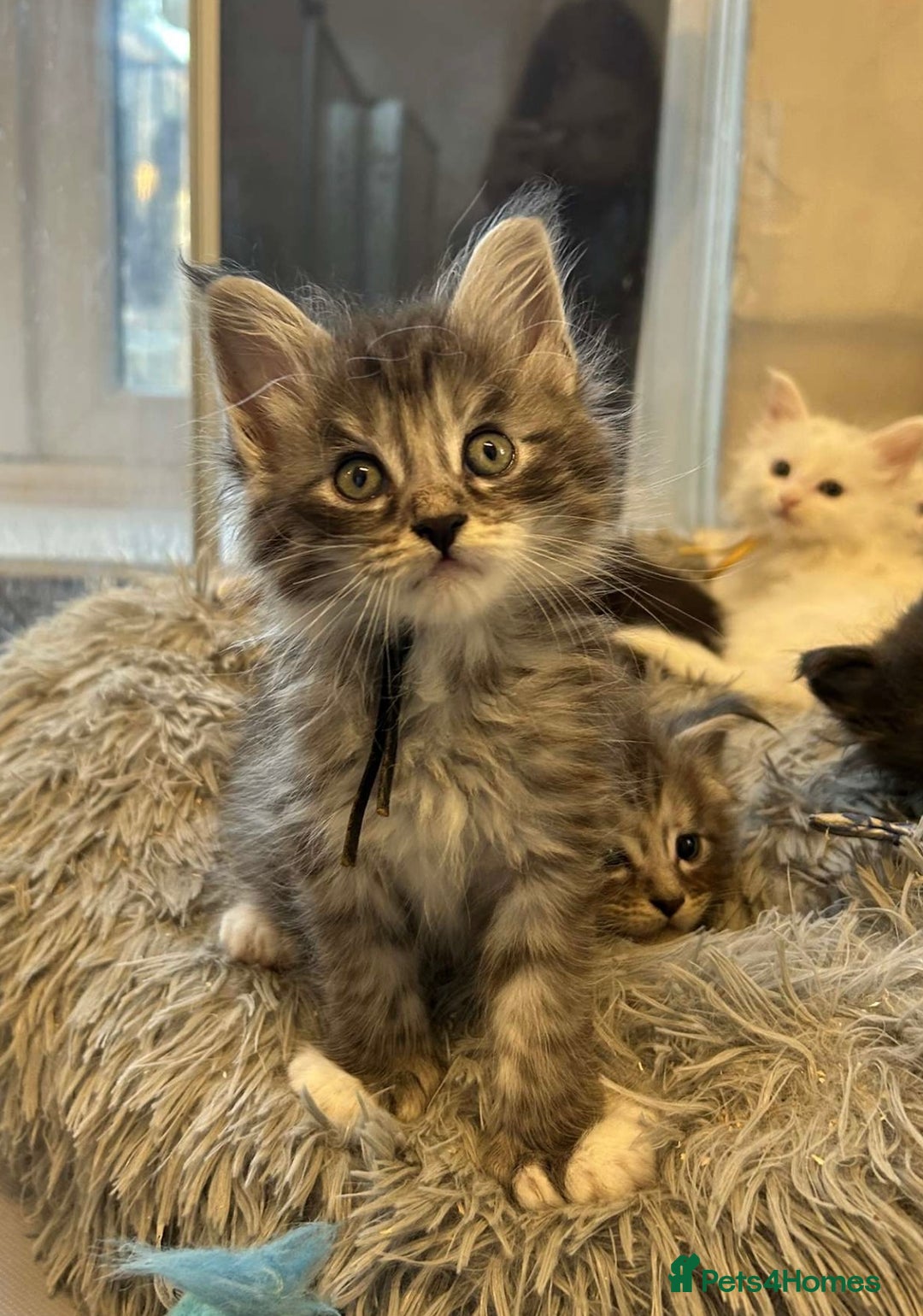 Maine Coon cats for sale: MAINE COON KITTENS SOME POLYDACTYL  - Image 3
