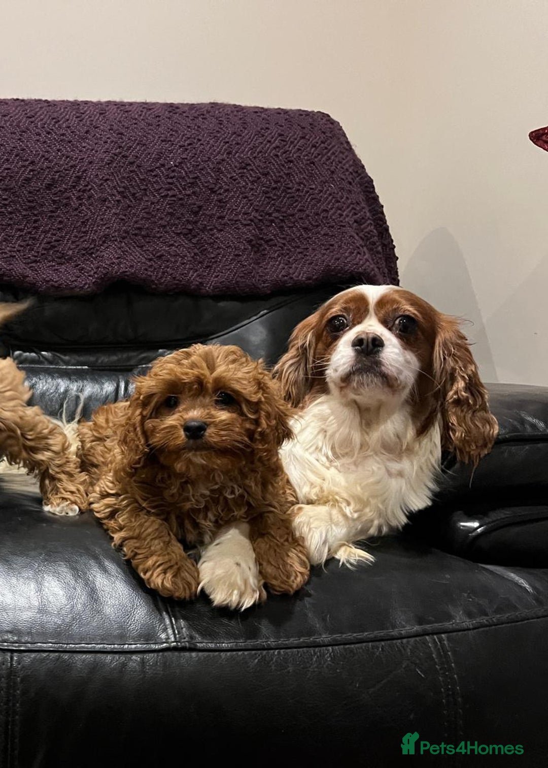 Cavapoo dogs for sale: F1 Cavapoo puppies - Image 16