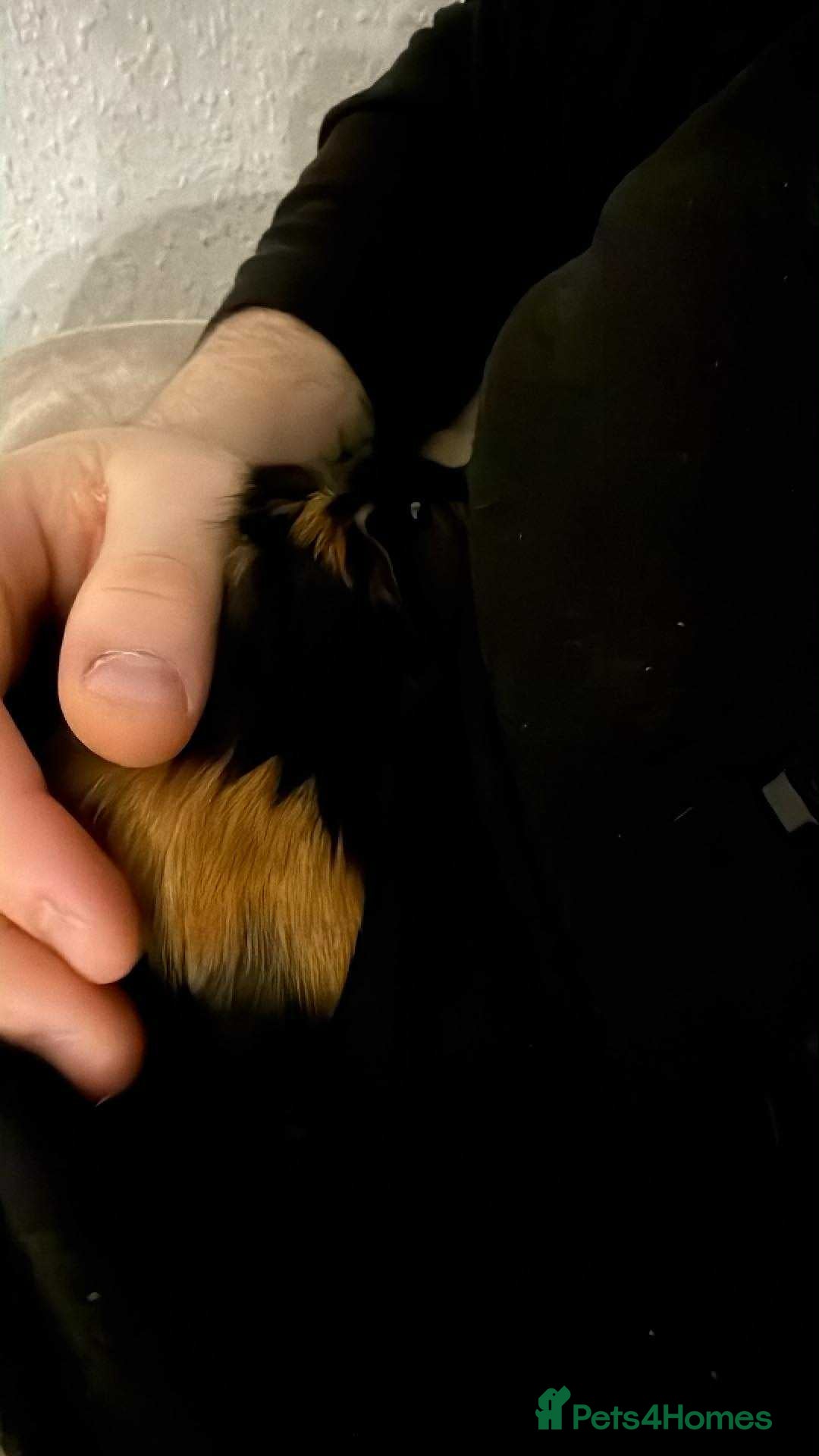 Mixed Breed livestock for sale: 3 Guinea pigs  - Advert 3