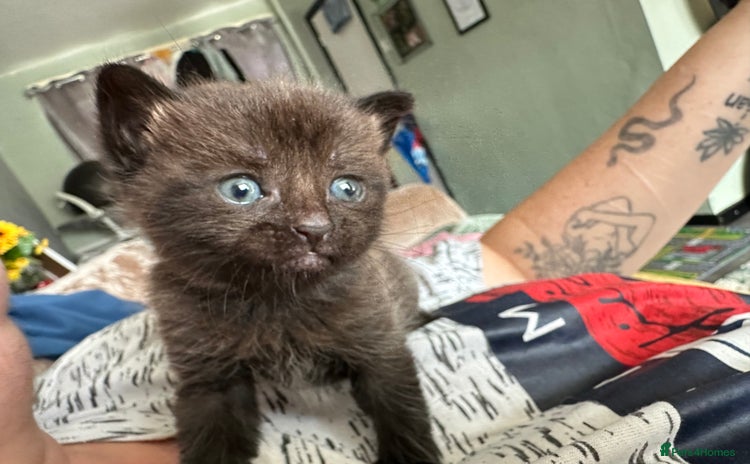 Mixed Breed cats - Advert 16