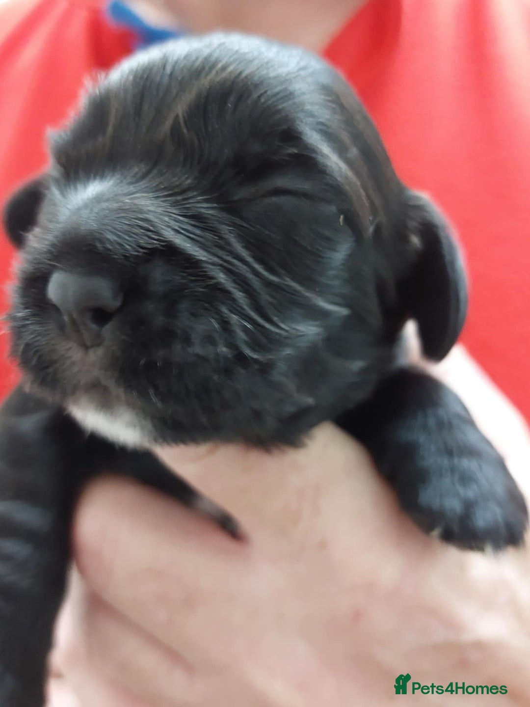 Cocker Spaniel dogs for sale: Our lovely Cocker has had her puppies - Image 4