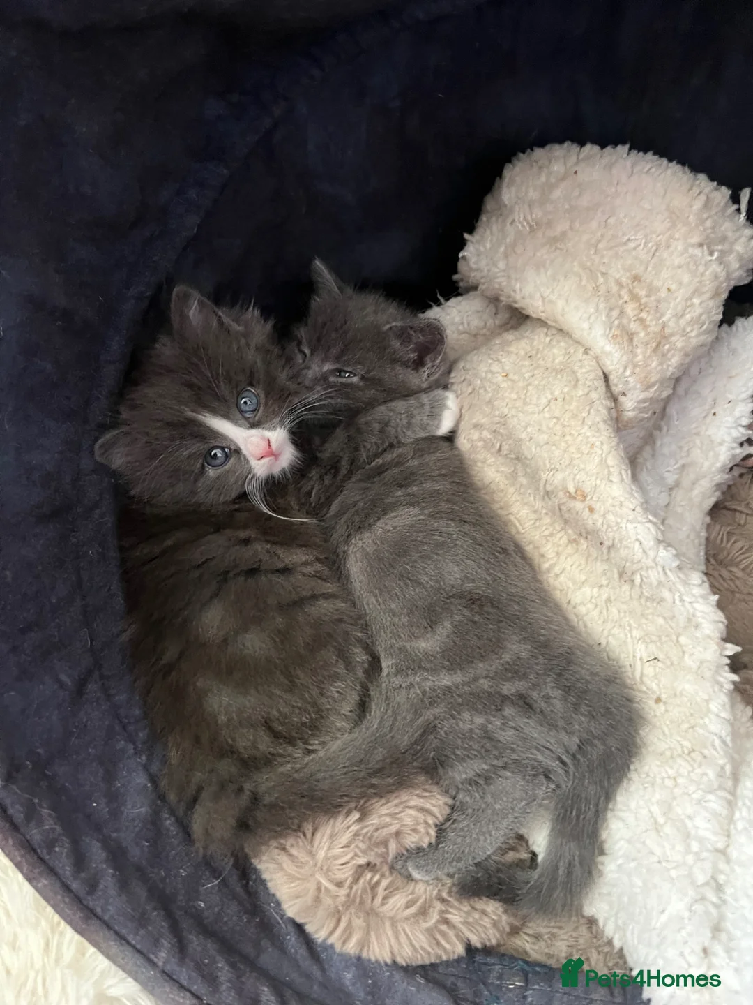Mixed Breed cats for sale: Two beautiful Half Russian blue  females  - Advert 2