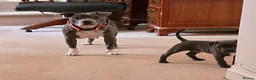 Staffordshire Bull Terrier dogs for sale: BEST OF THE BEST RARE STAFFORDSHIRE BULL TERRIERS - Advert 8