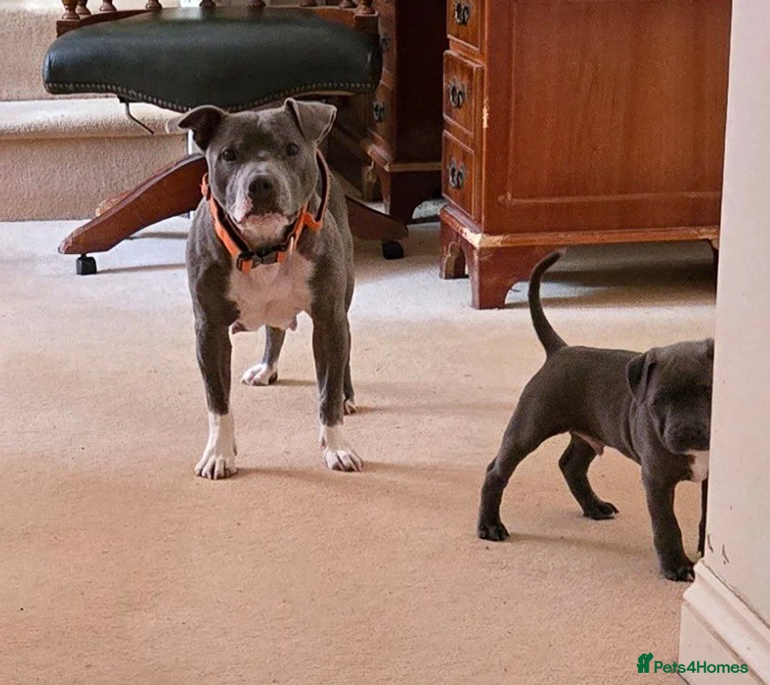 Staffordshire Bull Terrier dogs for sale: BEST OF THE BEST RARE STAFFORDSHIRE BULL TERRIERS - Advert 8