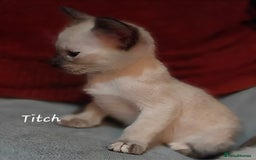 Siamese cats for sale: *1 left*Beautiful GCCF registered Siamese kittens  - Image 14