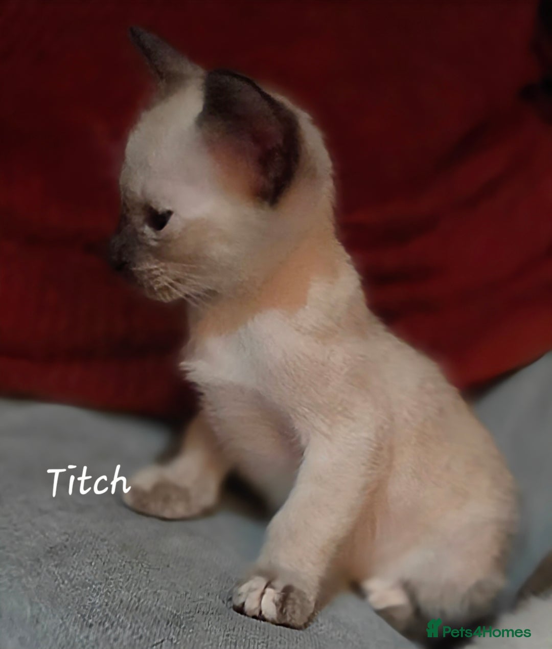 Siamese cats for sale: *1 left*Beautiful GCCF registered Siamese kittens  - Image 14