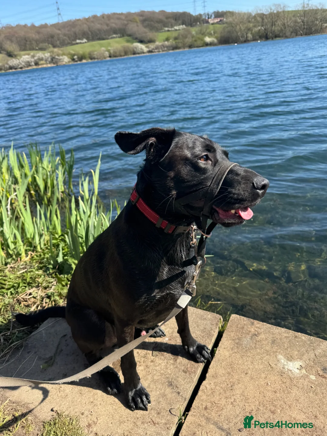 Mixed Breed dogs for adoption: 5 year old male looking for a loving home  in Rotherham - Advert 2